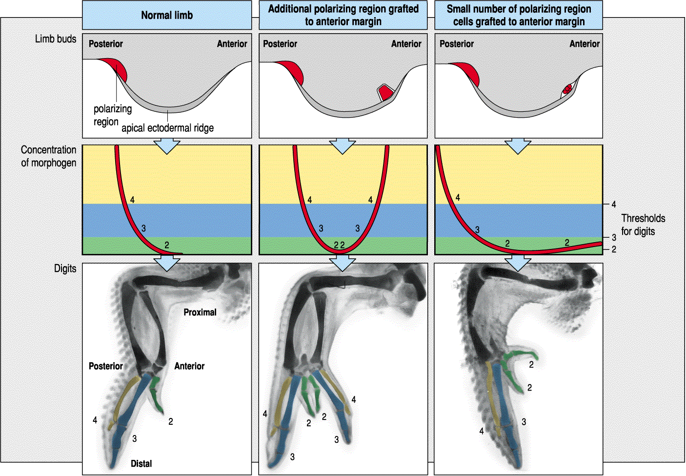 Developmental Biology 3230